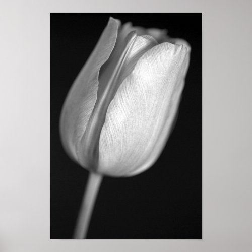 Halftone Tulip Poster