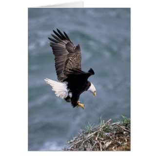 Haliaeetus leucocephalus cards