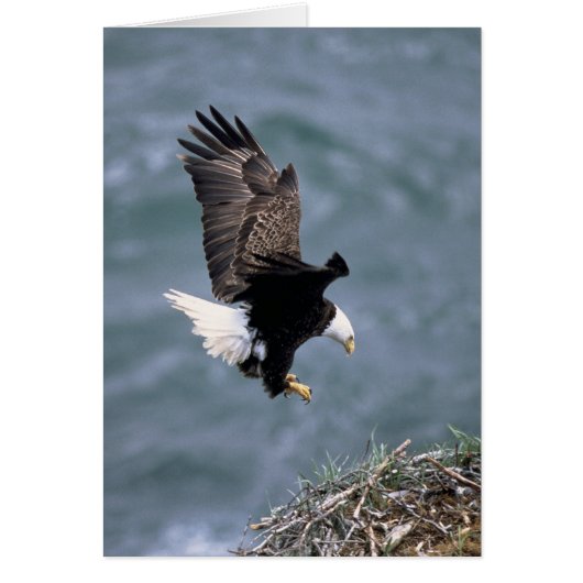 Haliaeetus leucocephalus cards (Front)