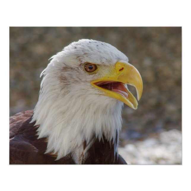 Haliaeetus leucocephalus poster (Front)