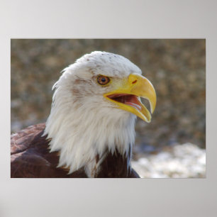 Haliaeetus leucocephalus poster