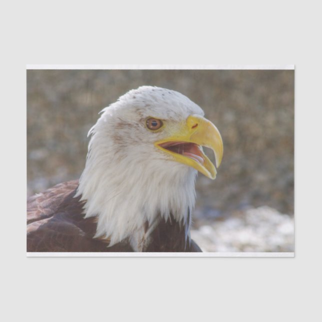 Haliaeetus leucocephalus tissue paper (Front)