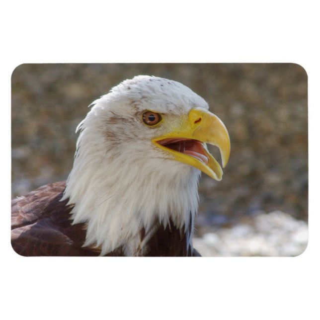 Haliaeetus Magnet (Horizontal)