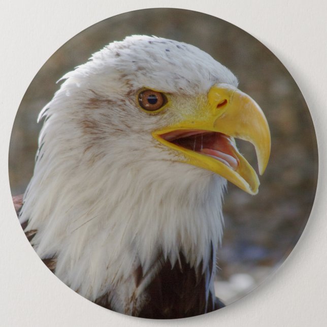 Haliaeetus Pinback Button (Front)