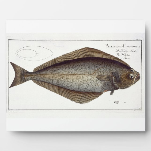 Halibut (Pleuronectes Hippoglossus) plate XLVII fr Plaque (Front)