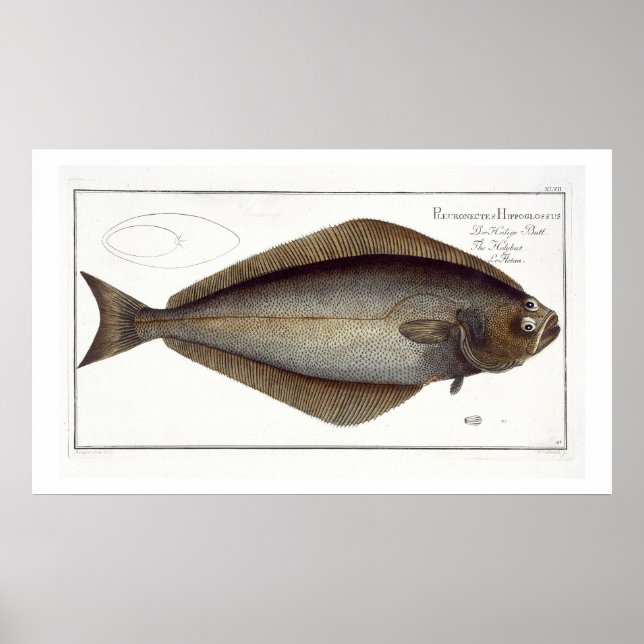 Halibut (Pleuronectes Hippoglossus) plate XLVII fr Poster (Front)