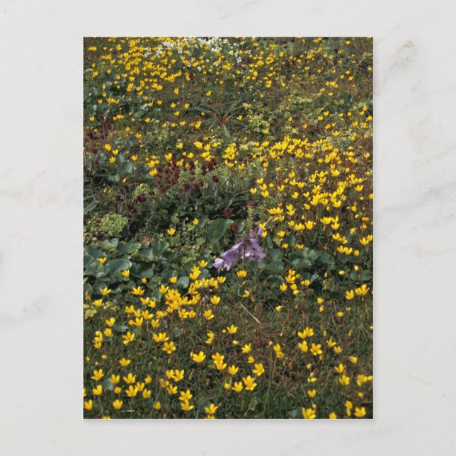 Hall Island wildflowers, Bog Saxifrage Postcard (Front)