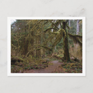 Hall of Mosses at Hoh Rainforest Postcard