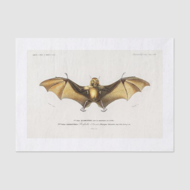 Halloween bat decoupage tissue paper (Front)