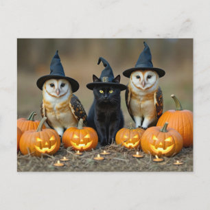 Halloween Black Cat and Owls Cute Holiday Postcard