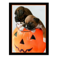 Halloween Boxer puppies postcard