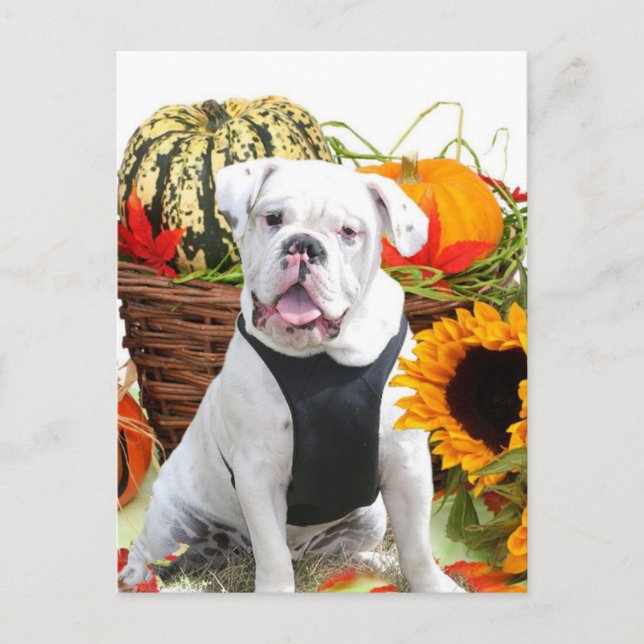 Halloween bulldog postcard (Front)