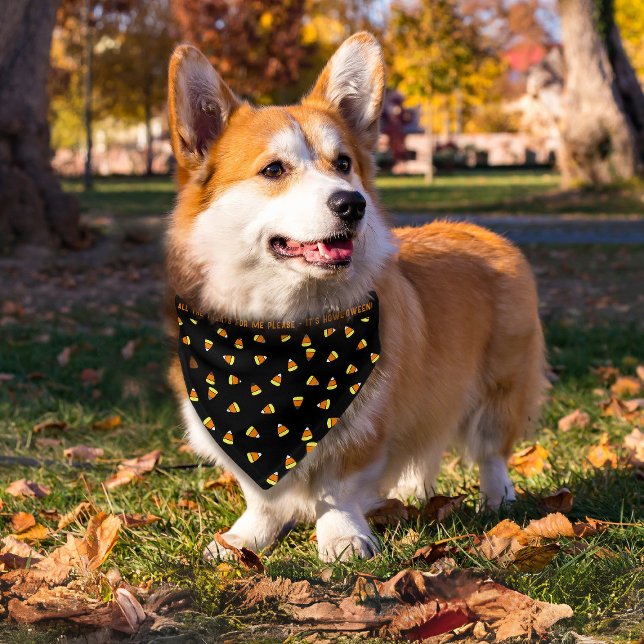 Halloween Candy Corn Pattern Pet Bandana Collar (All the treats for the best boy (or best girl) this howl-aween!)