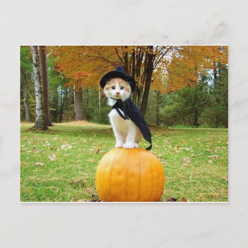 Halloween Cat On A Orange Pumpkin Postcard