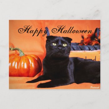 Halloween Cat Postcard by PaducahAugust at Zazzle