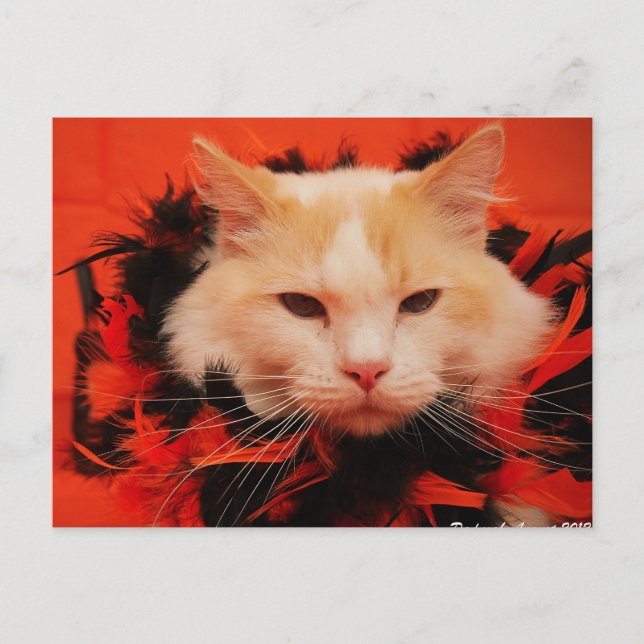 Halloween Cat Postcard (Front)