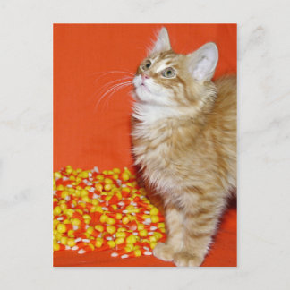 Halloween cat postcard