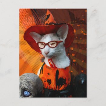 Halloween Cat Postcard by knichols1109 at Zazzle