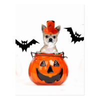Halloween Chihuahua Dog Postcard
