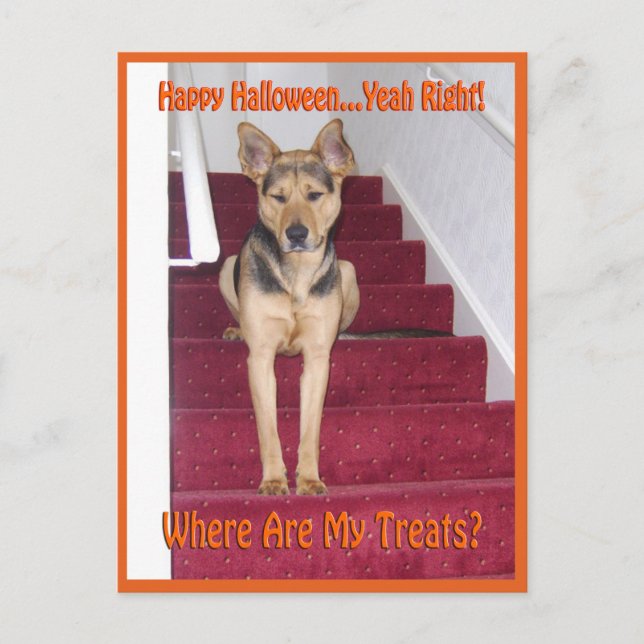 Halloween Dog and No Treats Postcard (Front)