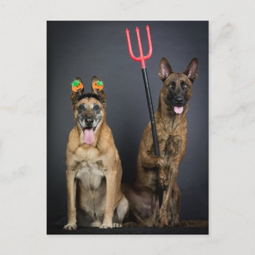 Halloween dogs postcard