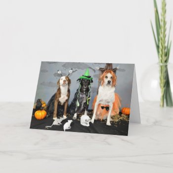 Halloween Greeting Card. Photo  3 Dogs In Drag. Card by PlaxtonDesigns at Zazzle