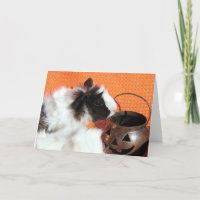 Halloween Guinea Pig