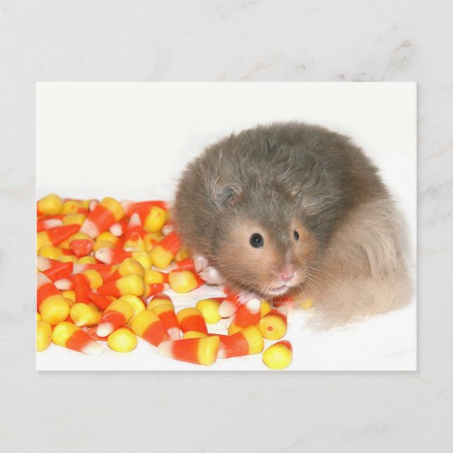 Halloween hamster postcard (Front)