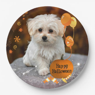 Halloween, Maltese Puppy,  Paper Plates