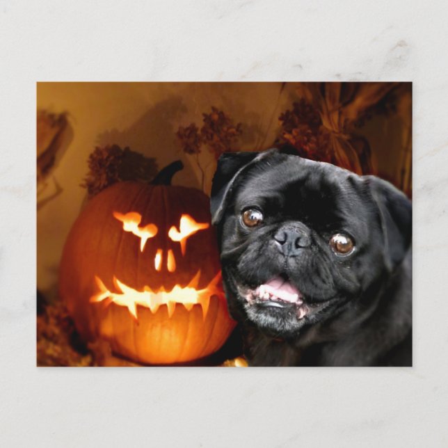 Halloween Pug Dog Postcard (Front)