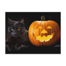 Halloween pumpkin and black cat