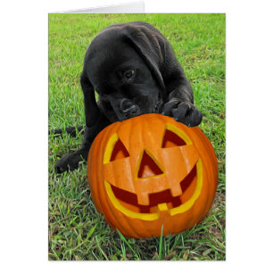 Halloween Pumpkin Puppy  - Black Lab Cards