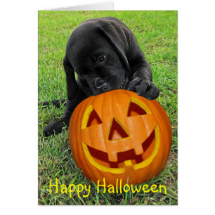 Halloween Pumpkin Puppy - Black Lab Cards