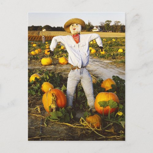 Halloween scarecrow in pumpkin field postcard