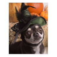 Halloween Witch Dog Postcard