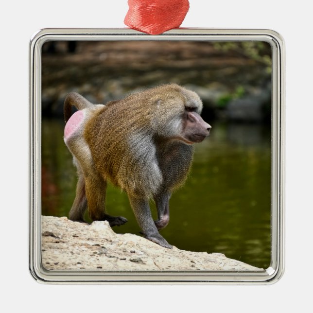 Hamadryas baboon walking on ground metal ornament (Front)