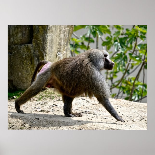 Hamadryas baboon walking on ground poster (Front)