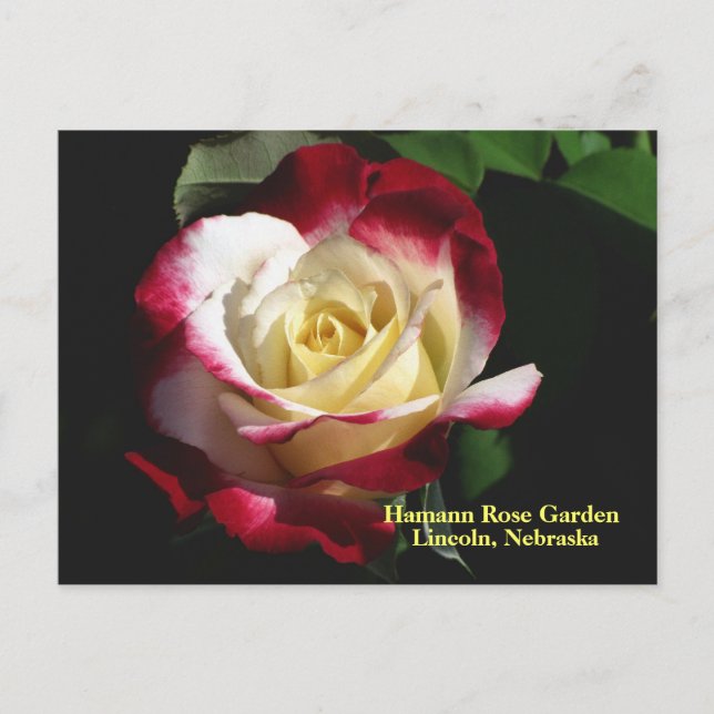 Hamann Rose Garden Double Delight Rose #190n  019 Postcard (Front)