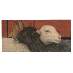 HAMbWG - USB Flash Drive - Black and White Sheep
