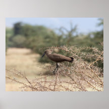 Hamerkop in Thorns – African Bird Poster
