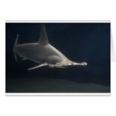 Hammerhead Shark (Front Horizontal)
