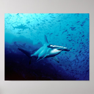 Hammerhead Shark Animal Swim Destiny's Destiny Poster