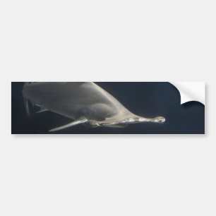 Hammerhead Shark Bumper Sticker
