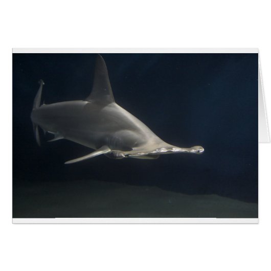 Hammerhead Shark Cards (Front Horizontal)