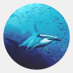 Hammerhead shark classic round sticker