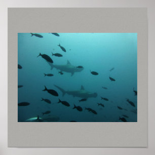 Hammerhead Shark Fish Swim Grey Gray Guy Gal Poster