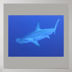 Hammerhead Shark Fish Swim Grey Gray Guy Gal Poster