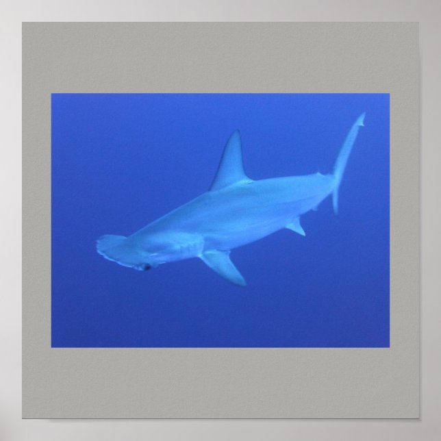 Hammerhead Shark Fish Swim Grey Gray Guy Gal Poster (Front)
