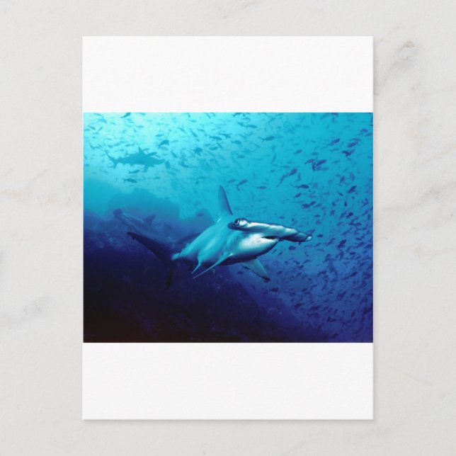Hammerhead shark postcard (Front)