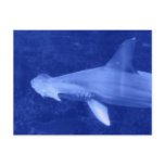 Hammerhead Shark Postcard